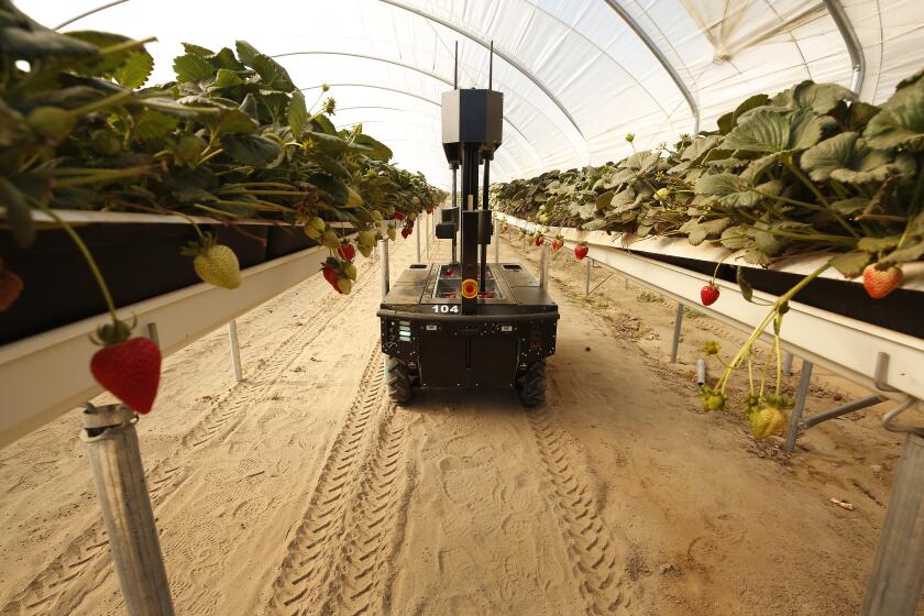 Santa Maria, CA - May 09: at New Wave Berry Farm on Monday, May 9, 2022 in Santa Maria, CA. A Tortuga AgTech robot makes its way between rows to collect strawberries grown in the hydroponic tabletop line of a newly-constructed high tunnel facility in Santa Maria, California. The robots which may make major inroads into the California agriculture industry are working at New Wave Berry, LLC farm which is a joint venture between Red Dog Management, a long-standing strawberry growing company in California, Oppenheimer (Oppy), a division of Dole, and Farmer's Gate, a private equity investor. (Al Seib / for the Los Angeles Times)