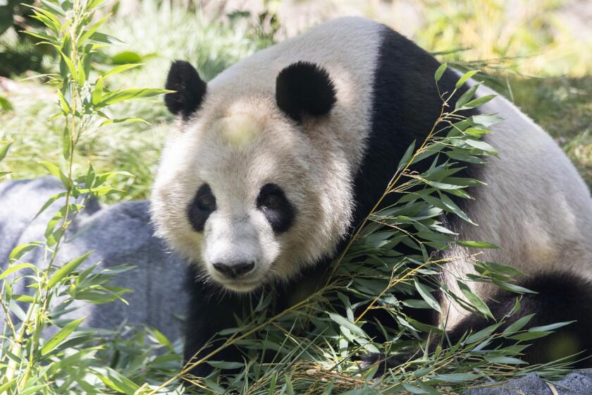 SAN DIEGO, CA - AUGUST 08: Female panda Xin Bao looks out from her enclosure at the San Diego Zoo on Thursday, Aug. 8, 2024. He and female Xin Bao arrived at the zoo earlier this summer and are the first giant pandas to enter the United States in 21 years. The zoo's Panda Ridge opened to the public at noon. (Myung J. Chun / Los Angeles Times)