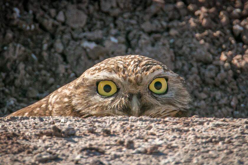 A burrowing owl at the Salton Sea.