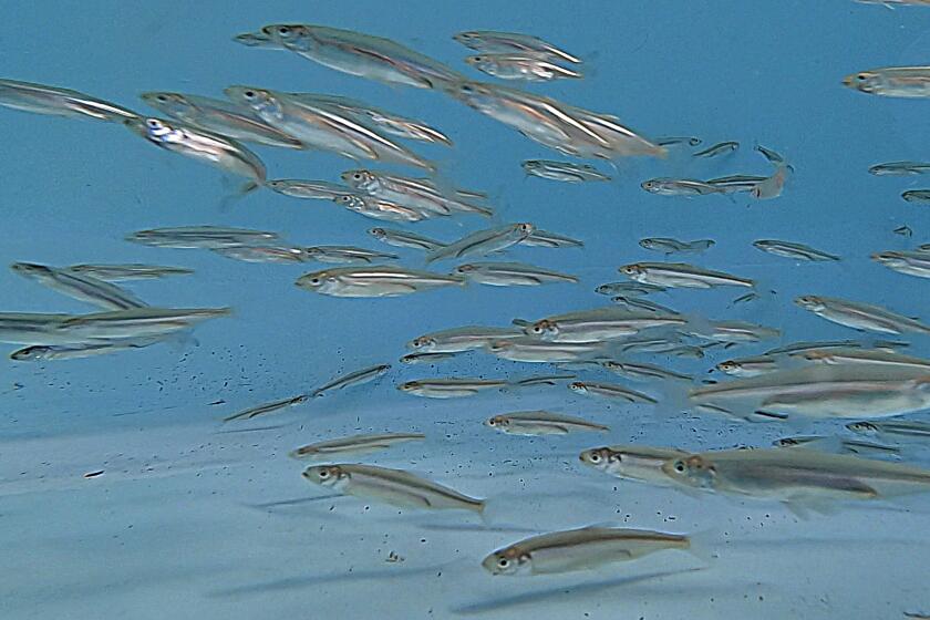 LONG BEACH, CALIF. -- WEDNESDAY, APRIL 10, 2019: 1200 federally endangered Delta Smelt that were hatched at the UC Davis Fish Conservation & Culture Lab, swim around a holding tank after being transferred from the lab to the Aquarium of the Pacific in Long Beach, Calif., on April 10, 2019. The Aquarium of the Pacific in Long Beach is setting the stage for the public debut of the most reviled fish in the western United States: the federally endangered Delta smelt, a minnow on the brink of extinction that is at the heart of a bitter struggle over the use of California?s most important estuary. The exhibit in the aquarium?s new $53-million ?Pacific Visions? wing intends to use a school of Delta smelt to focus attention on the challenge of restoring habitat for the species while ensuring a sustainable water supply for the state of 40 million people. (Allen J. Schaben / Los Angeles Times)