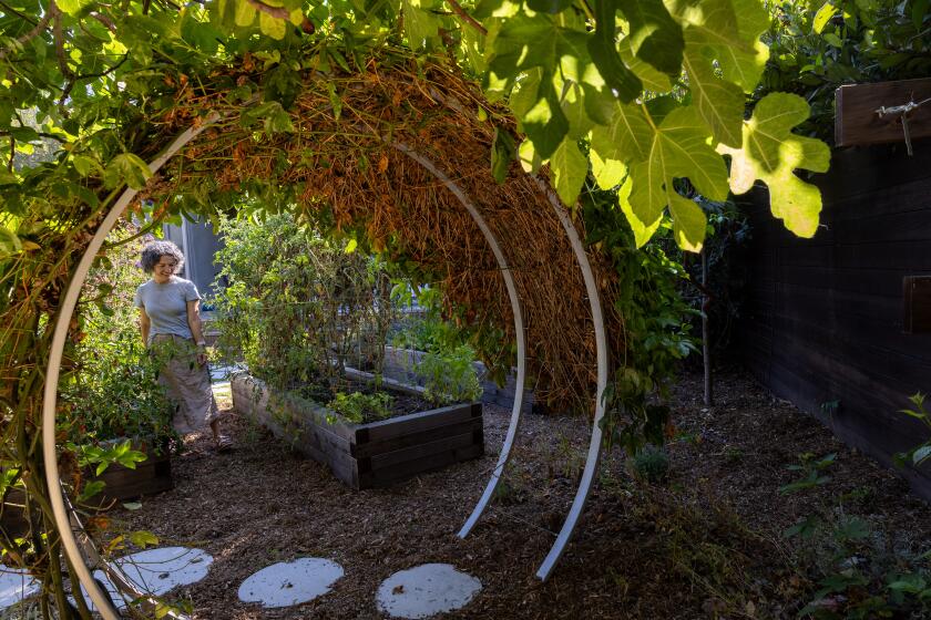 Culver City, CA - September 09: Angel Black walks through large round trellis for the passion fruit vine in her backyard garden created by Farmscapes, a design firm that creates edible landscapes on Monday, Sept. 9, 2024 in Culver City, CA. (Brian van der Brug / Los Angeles Times)