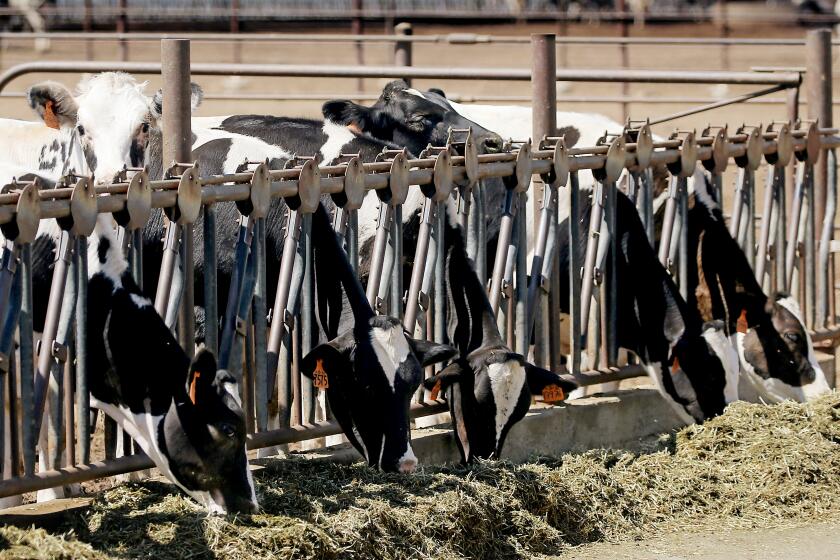 LASKEVIEW, C ALIF. - AUG. 31, 2022. Cows feed at Mavro Holsteins dairy farm in Lakeview, Calif. The state has a goal of reducing methane emissions from the dairy industry by 40 percent by 2030. (Luis Sinco / Los Angeles Times)