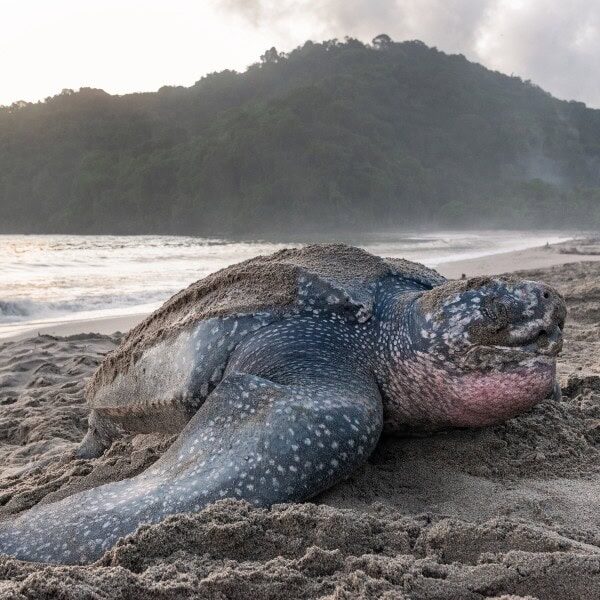 name-leatherback-10