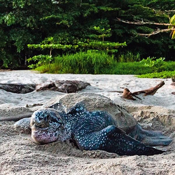 name a leatherback turtle